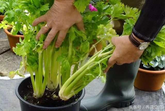 厨房切下来的菜头放水里就能长成盆栽，给一点光还能开出灿烂的花