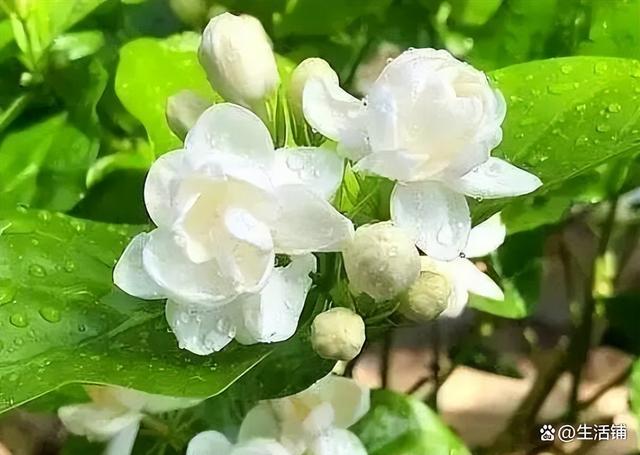 茉莉花的养殖方法和注意事项，浇水施肥注意方法，枝繁叶茂开花香