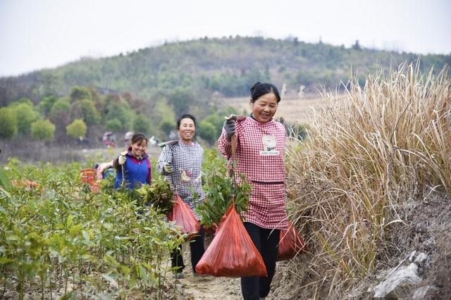 锦屏：抢抓春季好时节 金丝楠木栽培忙