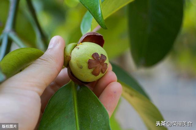 山竹是因为好吃所以售价才贵吗？种植10年才开花结果，你能理解吗