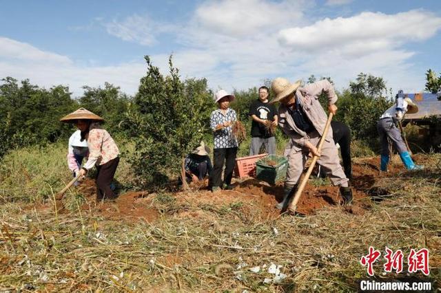 湖南桂阳：黄精地里出“黄金” 中药材成致富“良方”