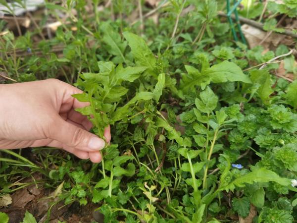 南漳：野菜正当时 食用需科学