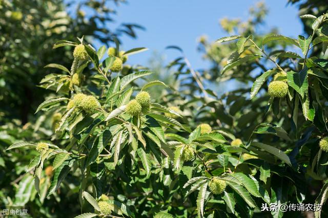 板栗种植技术，种植方法既简单又方便，不妨学习一下