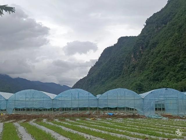 镇康木场：沪滇帮扶蔬菜基地种下首批菜苗