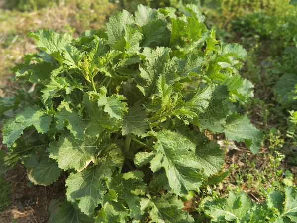 南漳：野菜正当时 食用需科学