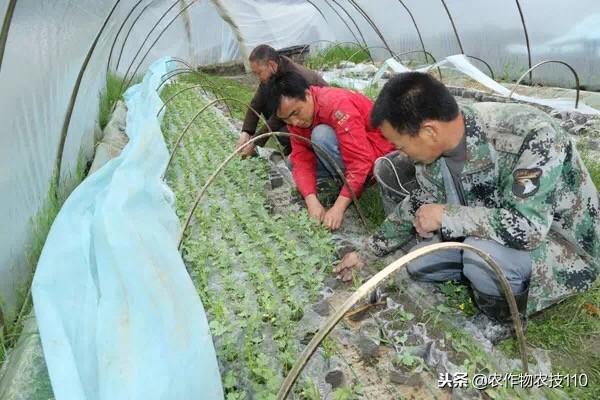 大棚西瓜种植技术要点！