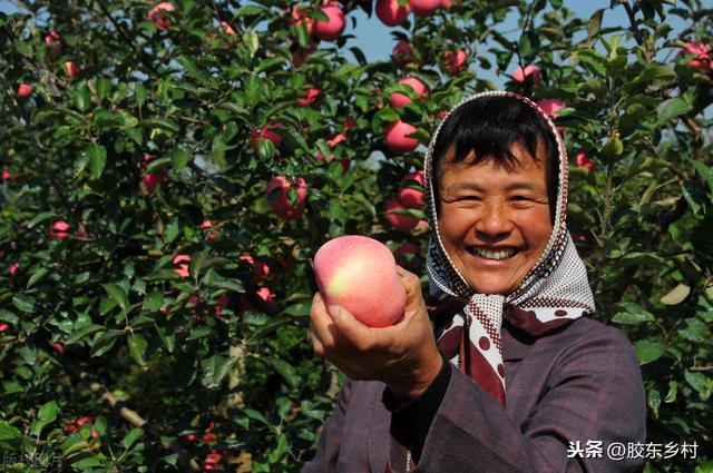 别说苹果太难卖，看看大梨有多“火”，原因及启示为你全面剖析