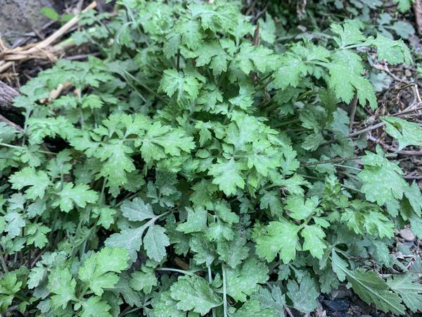 南漳：野菜正当时 食用需科学