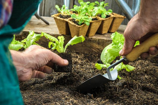 生菜进入露天种植时期，正确育苗定值是丰收的第一步