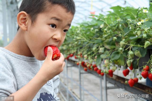 学会用好这几招，草莓花芽早分化、果实早成熟，抢先上市卖高价