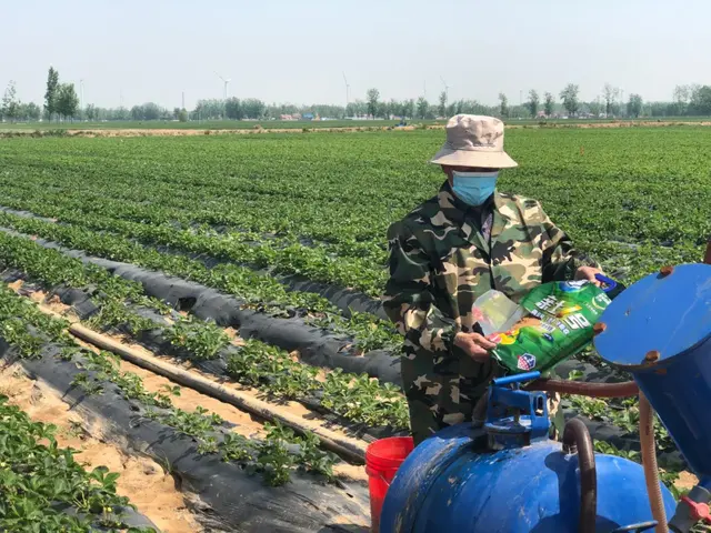 山东菏泽牡丹区：这个镇的水果种植基地，300多亩露天草莓成熟啦！