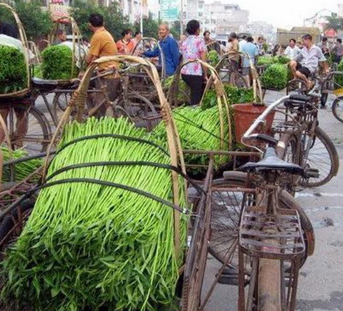 空心菜之王：中国名蔬博白蕹菜，曾在九十年代远销美国，卖到断货