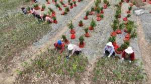 金丝楠木种植技术(锦