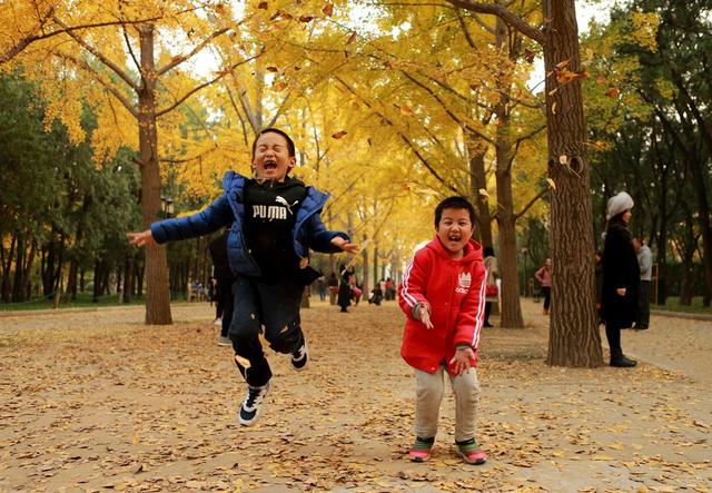 北京地坛银杏将迎最佳观赏期