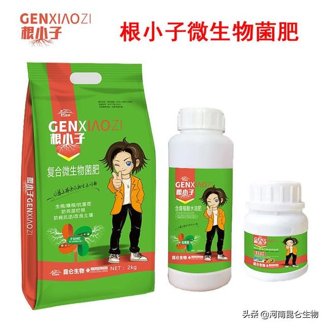 洋葱怎么种植高产？洋葱抗重茬根腐用什么药？洋葱烂根怎么办？