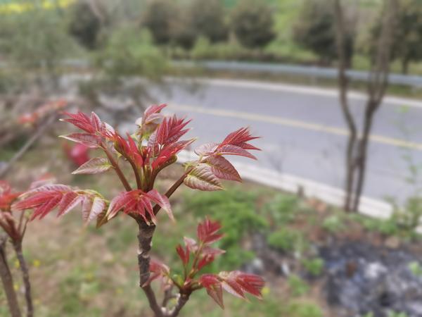 南漳：野菜正当时 食用需科学