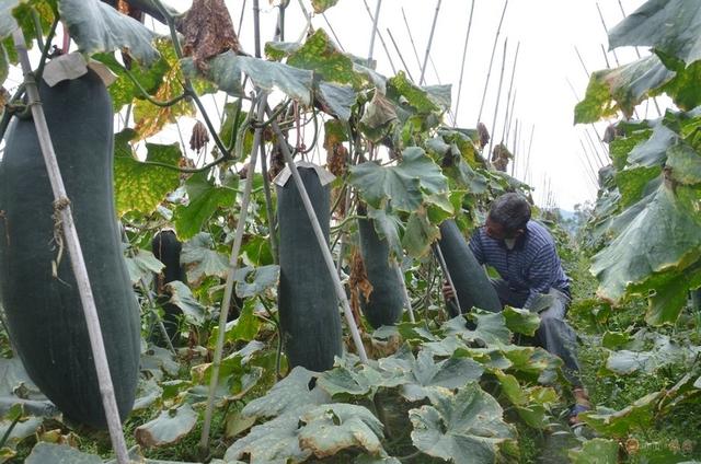 冬瓜怎么种植才有六七十斤重呢？掌握这套好方法，你也能栽培出来