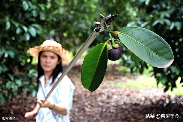 山竹是因为好吃所以售价才贵吗？种植10年才开花结果，你能理解吗