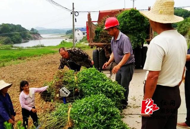 湘乡昔日荒山变宝地 点草成金富移民