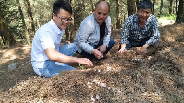 紫云猴场镇：念好竹荪种植“致富经”