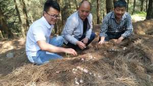 致富经种植竹荪(紫云猴场镇：念好竹荪种植“致富经”)