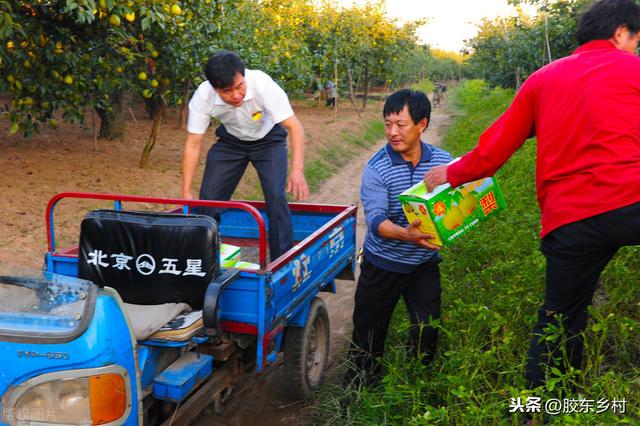 别说苹果太难卖，看看大梨有多“火”，原因及启示为你全面剖析