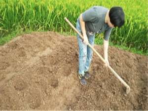 白卜种植(白萝卜种植又大又嫩技术方法，一起学习种植萝卜吧)