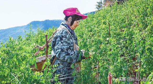 豌豆应该怎么种？豌豆的种植时间与管理技术，老农技术分享有保障