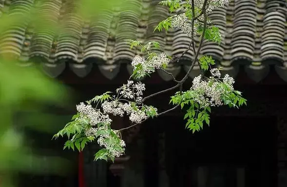 《百花谱》（其三）