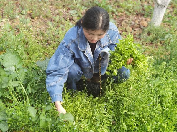 南漳：野菜正当时 食用需科学