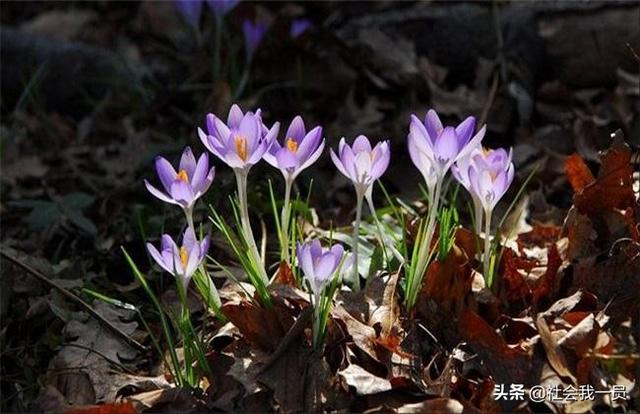 藏红花这种传统中药材，创业项目分析，种植前景分析。利润可观