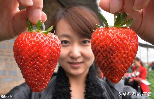 学会用好这几招，草莓花芽早分化、果实早成熟，抢先上市卖高价