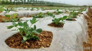 种植行距与株距(花生种植密度多大才能更高产？垄距、行距、株距多少比较合适？)