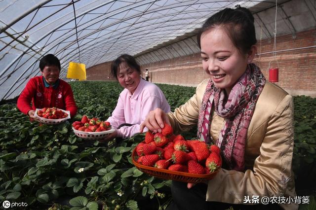 学会用好这几招，草莓花芽早分化、果实早成熟，抢先上市卖高价