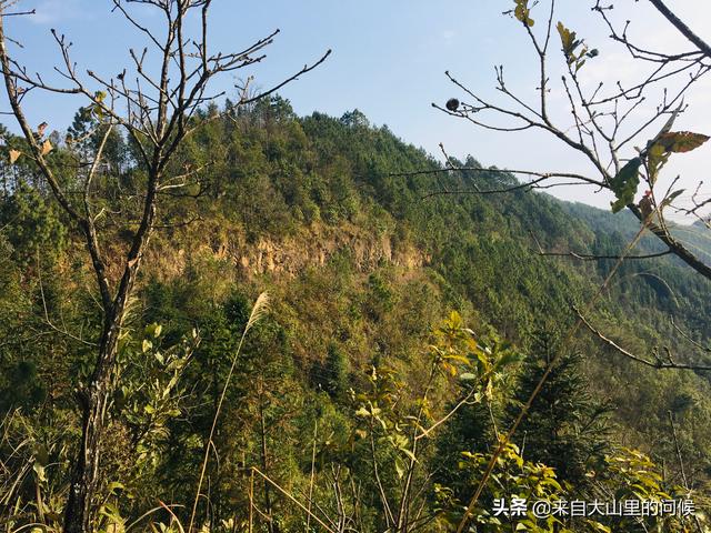 田园土种植兰花也是可以的，不过有几点事项要注意