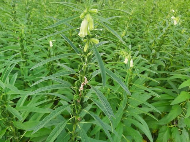 芝麻高产种植不易！这三大种植要点，农户要格外注意