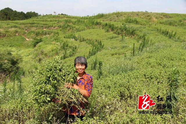 湘乡昔日荒山变宝地 点草成金富移民