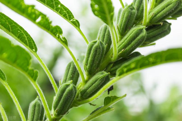 芝麻高产种植不易！这三大种植要点，农户要格外注意