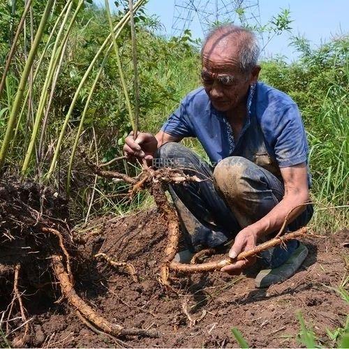 农村致富药材种植：一亩利润上万元，种植简单，销路畅通！