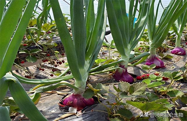 洋葱怎么种植高产？洋葱抗重茬根腐用什么药？洋葱烂根怎么办？