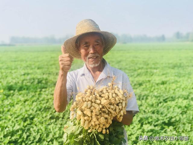 花生种植密度多大才能更高产？垄距、行距、株距多少比较合适？