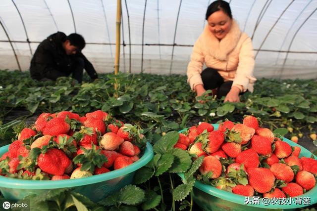 学会用好这几招，草莓花芽早分化、果实早成熟，抢先上市卖高价