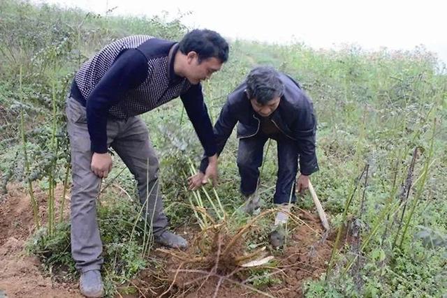 农村致富药材种植：一亩利润上万元，种植简单，销路畅通！