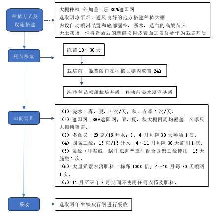 安全的铁皮石斛栽培技术