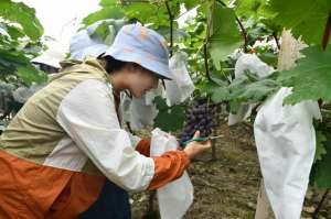 种植葡萄开始于(罗甸：2000亩葡萄应季上市 “甜蜜产业”助农增收)