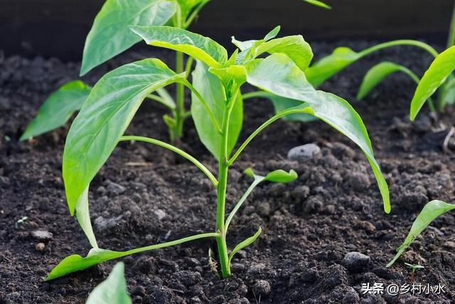 种了10年辣椒，学会浇5次关键水，辣椒结果一茬接一茬