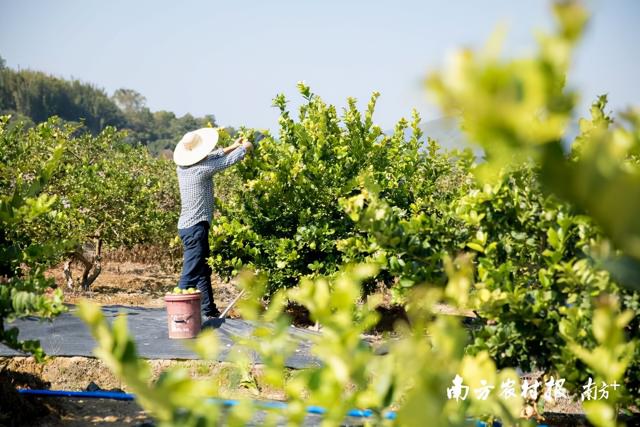 广州理工男回家带乡亲种柠檬，一年收益超千万元