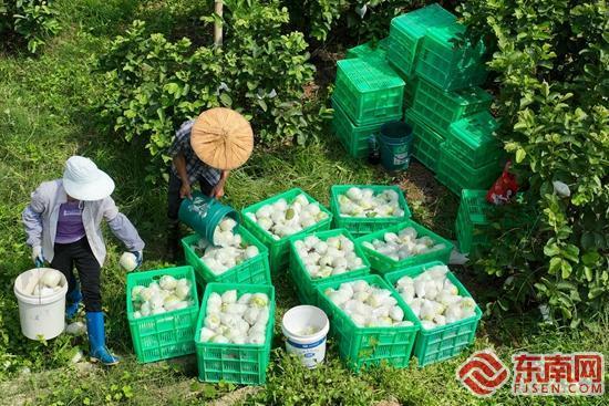 长泰区湖珠村：红钻芭乐香飘丰收路