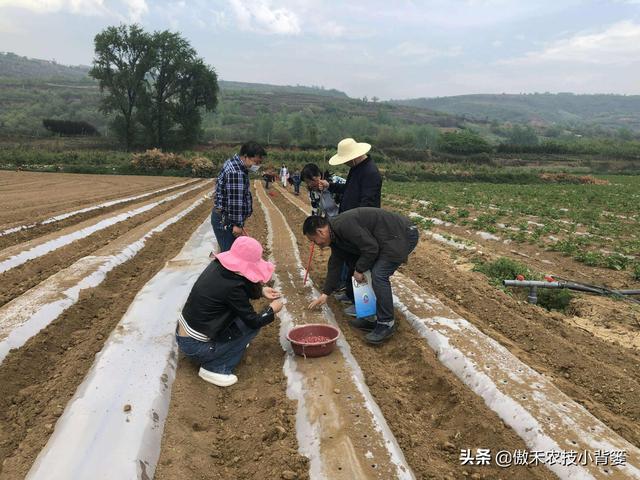 花生种植密度多大才能更高产？垄距、行距、株距多少比较合适？