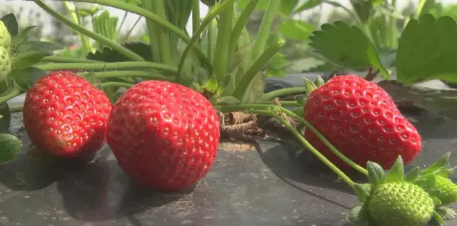 山东菏泽牡丹区：这个镇的水果种植基地，300多亩露天草莓成熟啦！